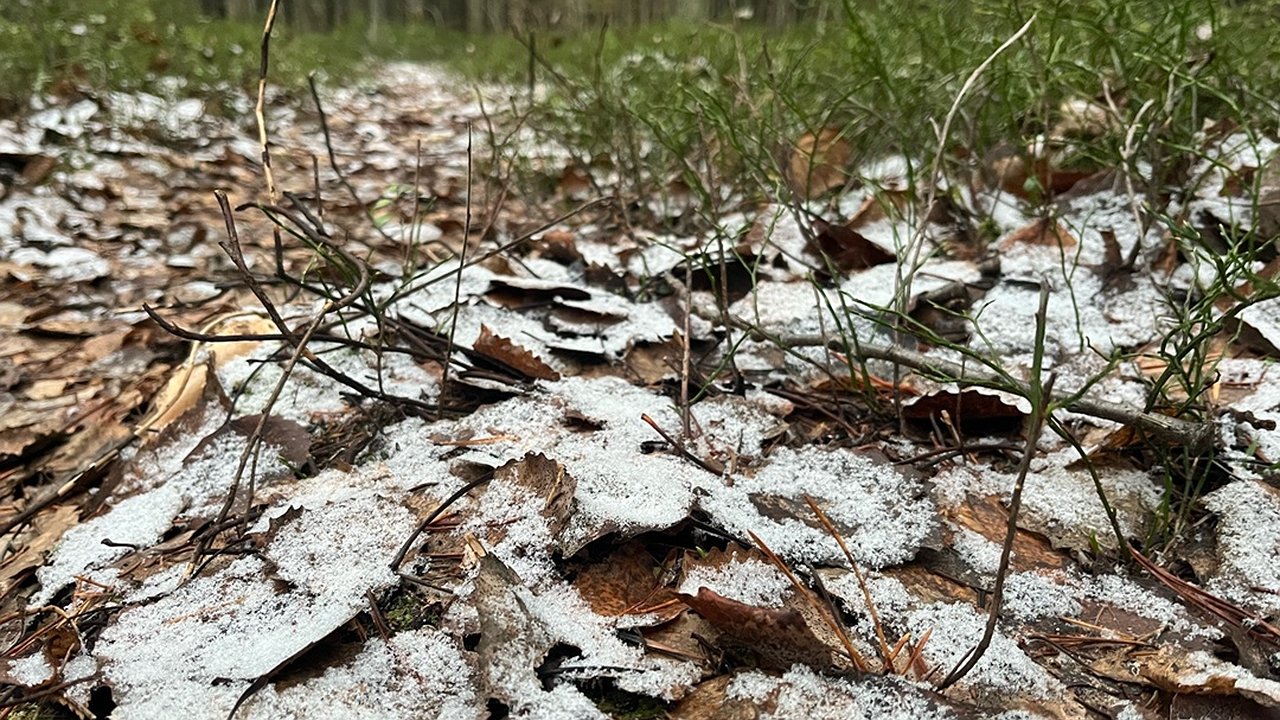 Главная картинка новости: В Коми 10 ноября пройдёт снег и местами метель