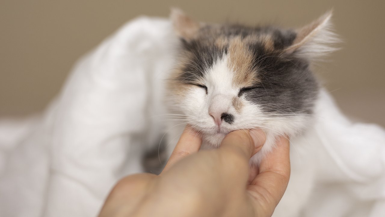 Главная картинка новости: Не только ради еды: почему кошки активно будят хозяев по утрам - должен знать каждый владелец