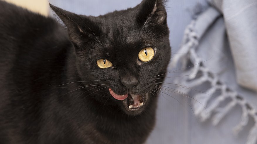 Главная картинка новости: Быстро отучила моих кошек драть диван: до сих пор не нарадуюсь - нужна только одна копеечная вещь