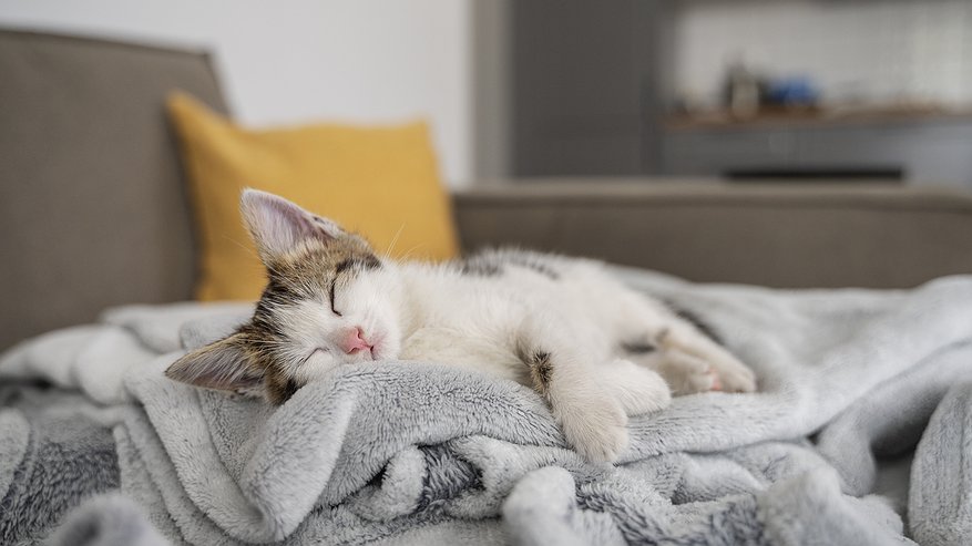Главная картинка новости: Эти позы спящей кошки должны испугать владельца. Вот что они значат - запомните раз и на всю жизнь