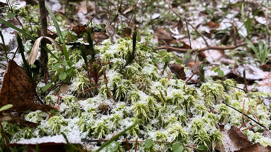 Главная картинка новости: В Коми 14 ноября сохранится облачная погода с осадками и сильным ветром