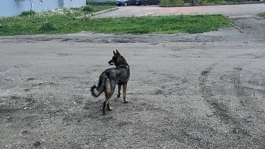 Главная картинка новости: В Коми женщине присудили компенсацию за травмы, полученные после нападения овчарки