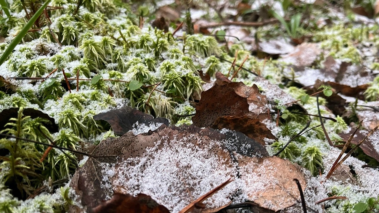 Главная картинка новости: В Коми 19 ноября ожидаются сильные осадки и метель