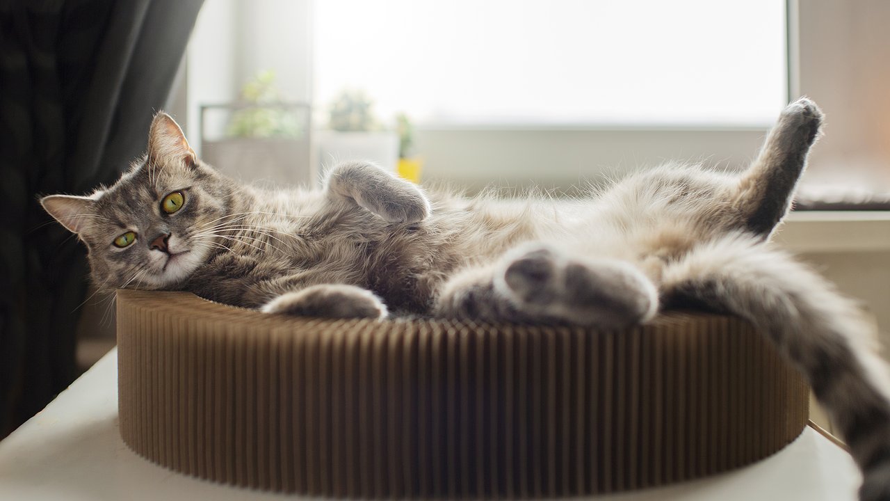 Главная картинка новости: Как кошка выбирает себе любимого человека в семье - обязан знать каждый владелец