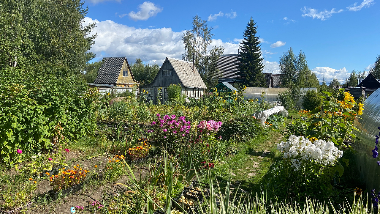 Главная картинка новости: Сода больше не нужна: инженер назвал два средства для очистки выгребной ямы без откачки – естественный процесс разложения