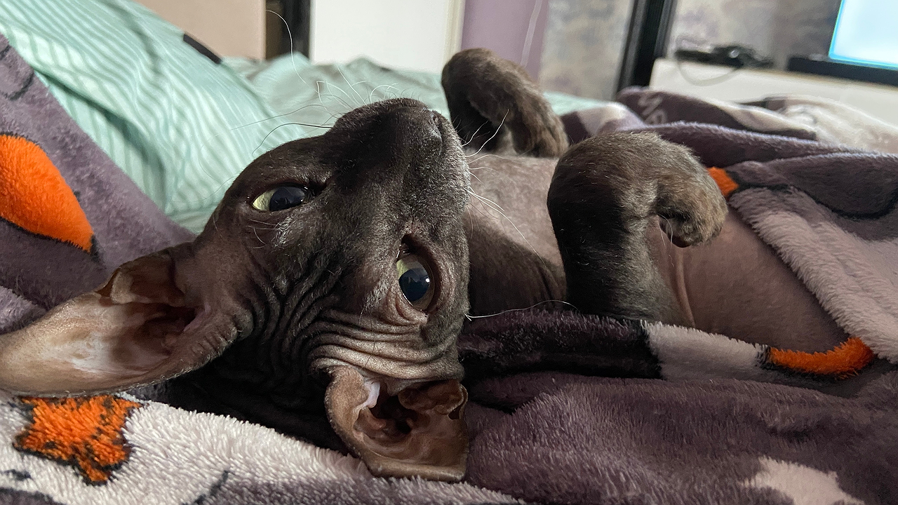 Главная картинка новости: Скучает ли кошка без хозяина - всем владельцам нужно запомнить это раз и навсегда