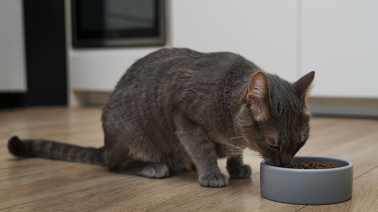 Главная картинка новости: Не 2 и не 4 раза: сколько раз в день нужно кормить кошку - запомните на всю жизнь