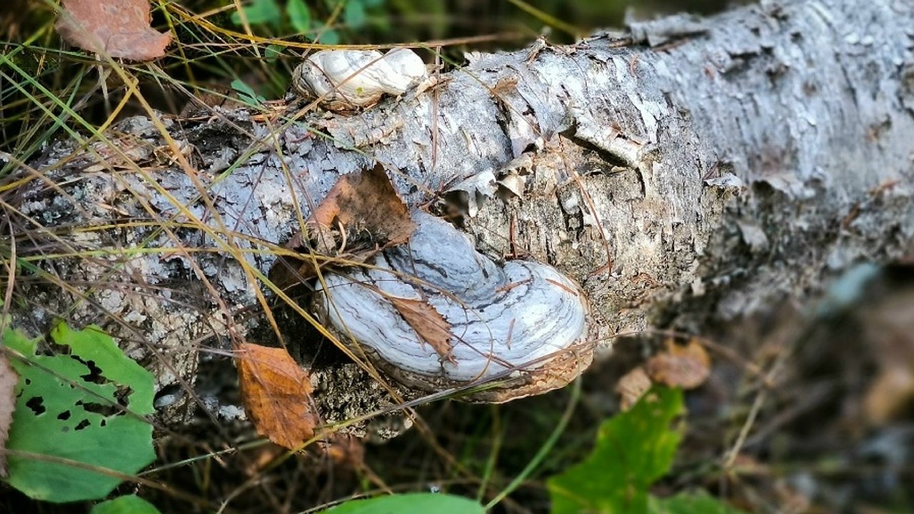 Главная картинка новости: Жителя Усинска наказали за сбор галлюциногенных грибов