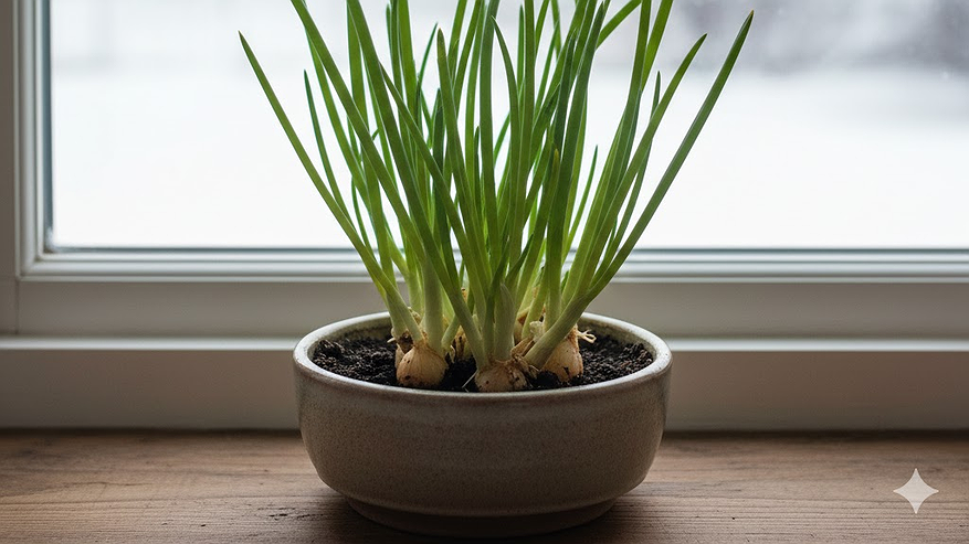 Главная картинка новости: Всегда свежий лук у себя дома: как я выращиваю длинные кисточки прямо в квартире