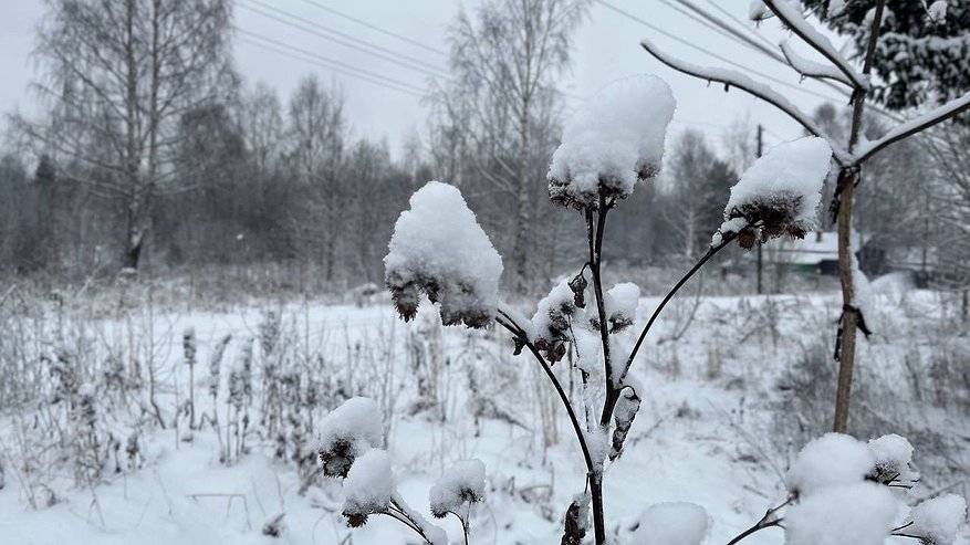 Главная картинка новости: В Коми 25 ноября усилится снег, местами ожидаются метель и гололедица
