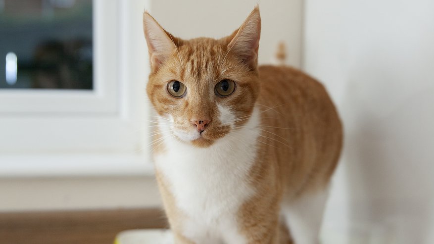 Главная картинка новости: 10 самых красивых пород кошек - топ опытных заводчиков 2025