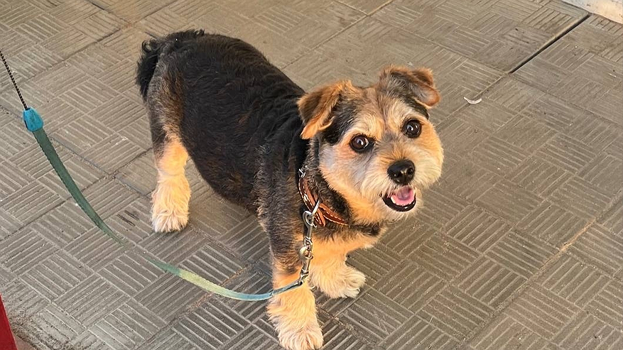 Главная картинка новости: Не грызут мебель и не воняют псиной: три самые аккуратные породы собак - идеальны для квартиры и дачи