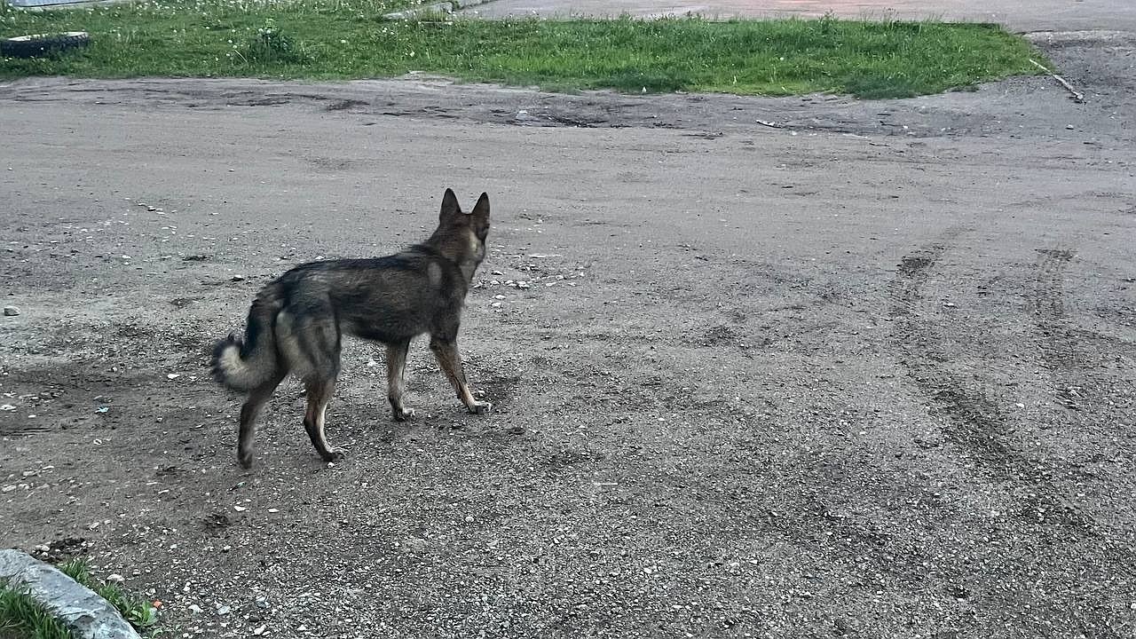 Главная картинка новости: В Коми возбуждено дело по факту бездействия чиновников из-за угрозы от бездомных собак