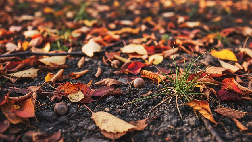 Главная картинка новости: Вношу эти удобрения ближе к зиме — почва весной становится жирной и плодородной. Совет агронома с 30-летним стажем