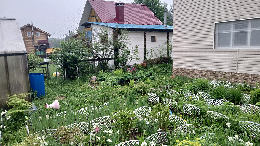 Главная картинка новости: Толпа китайцев стояла у бабушкиного огорода и требовала продать им сорняк: "русское чудо", которое в России многие не ценят