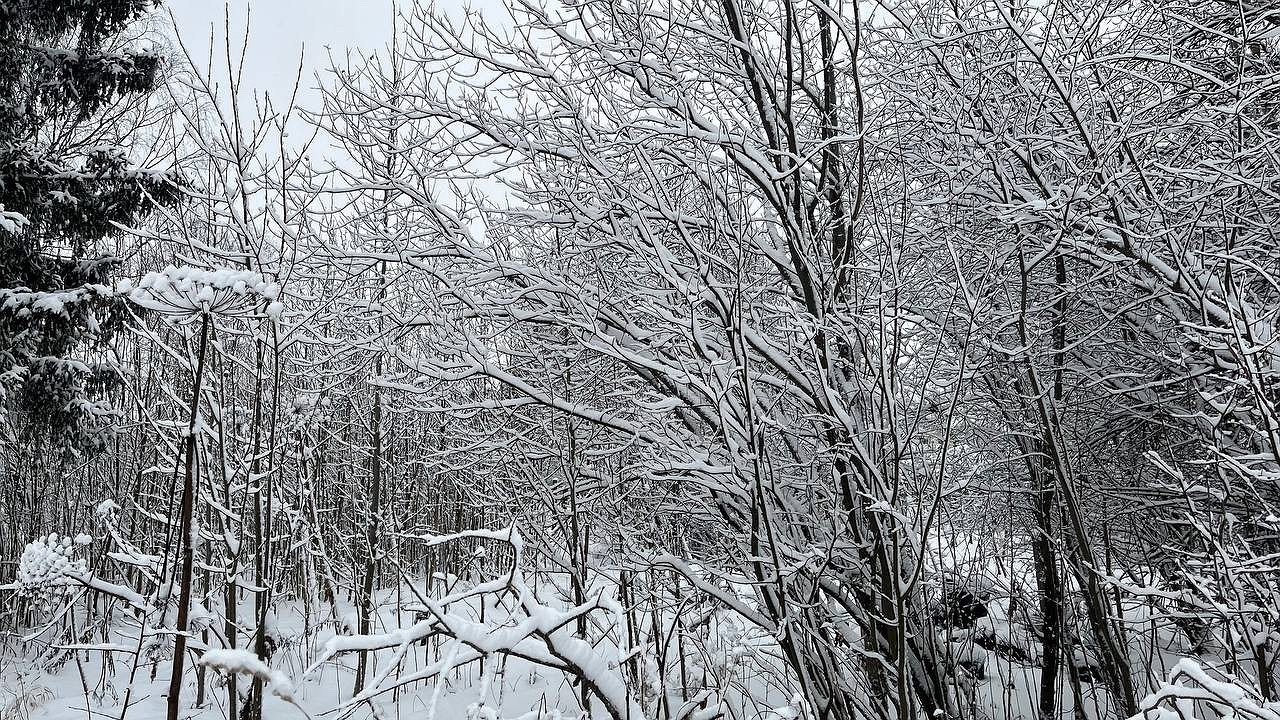 Главная картинка новости: В Коми 3 декабря ожидаются осадки и умеренный ветер