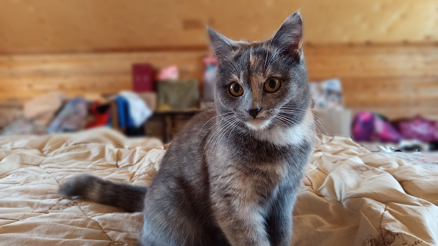 Главная картинка новости: Скучает ли кошка без хозяина - всем владельцам нужно узнать раз и навсегда