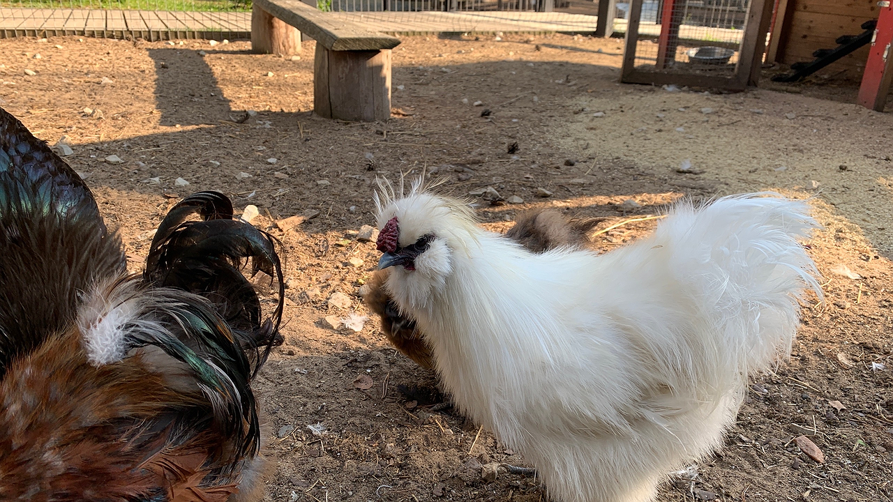 Главная картинка новости: Я перепробовала 7 видов подстилок для кур — вот что подошло на своей практике