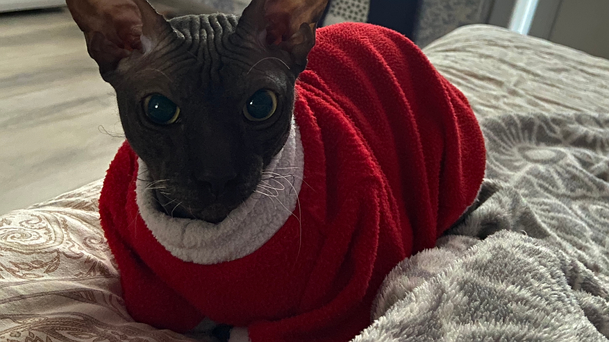 Главная картинка новости: Три породы кошек, чья красота всеми признанная и способна очаровать любого ценителя: их внешний вид действительно впечатляет