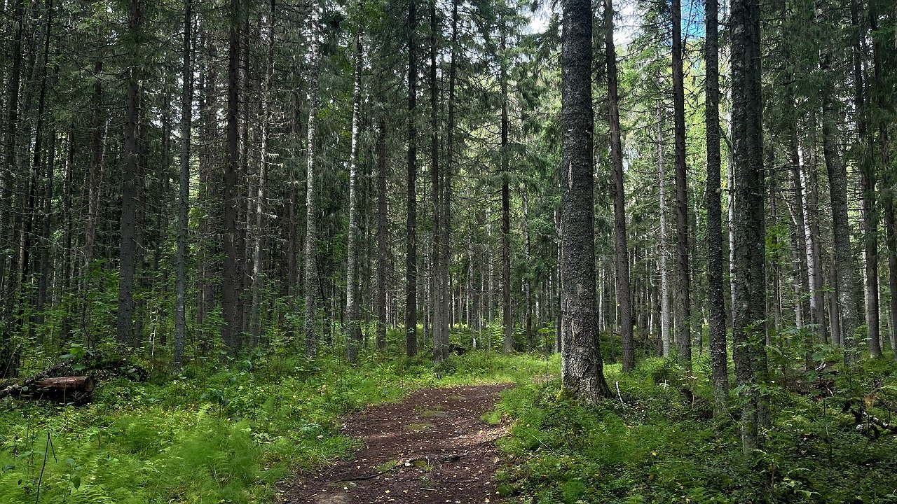 Главная картинка новости: В Коми выявили масштабные территории утраченного леса