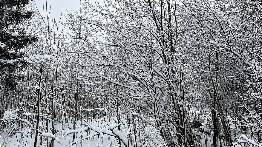 Главная картинка новости: В Коми 12 декабря ожидаются снегопады и усиление ветра