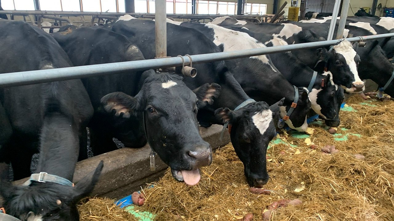 Главная картинка новости: Житель Коми предстанет перед судом за попытку хищения почти 30 килограммов говядины