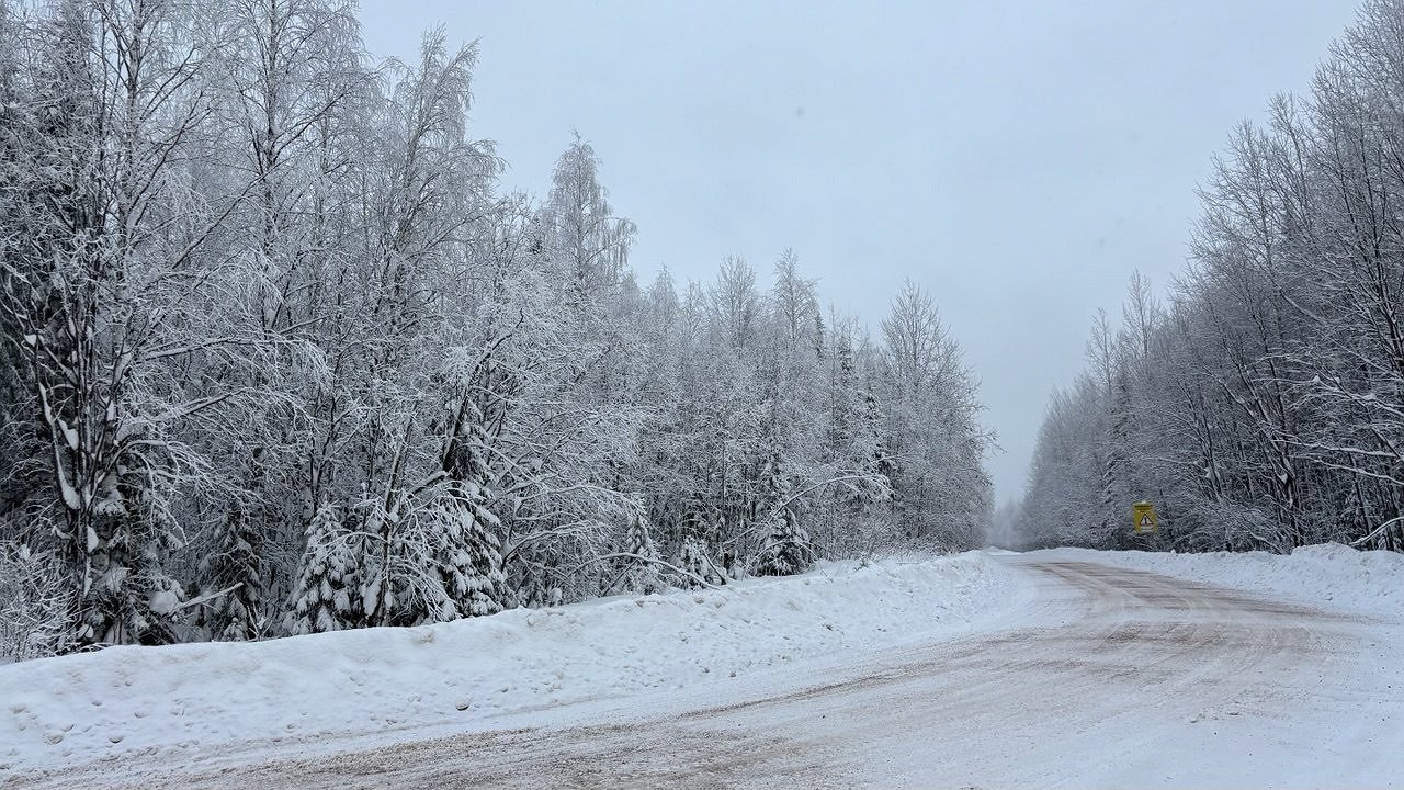 Главная картинка новости: В Усинске начнут работу «елочные патрули» для охраны лесов