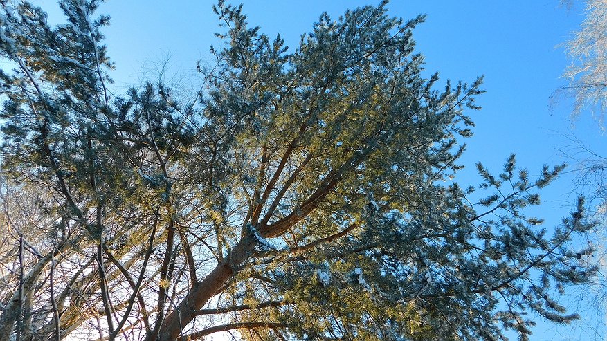 Главная картинка новости: Республика Коми готовится к контрастам 20 декабря: от арктического холода к снегопадам