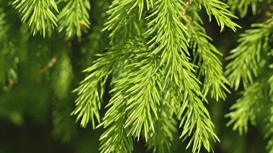 Главная картинка новости: Коми использует космические технологии для сохранения лесов