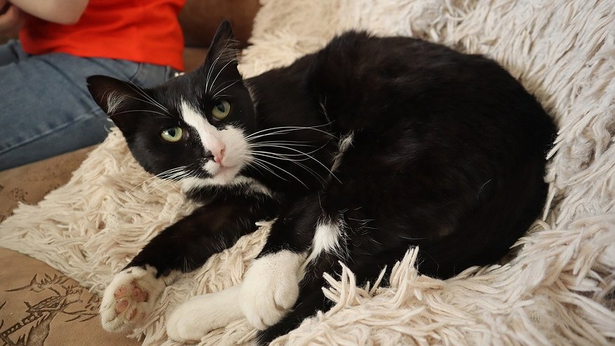 Главная картинка новости: Большие двуногие коты: раскрываем секрет, как кошки видят и воспринимают людей