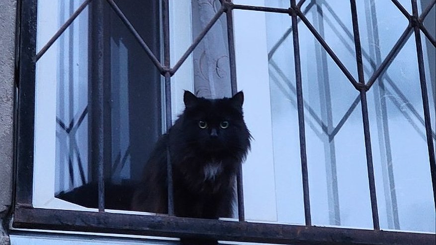 Главная картинка новости: Почему кошки как только открывается входная дверь бегут в подъезд