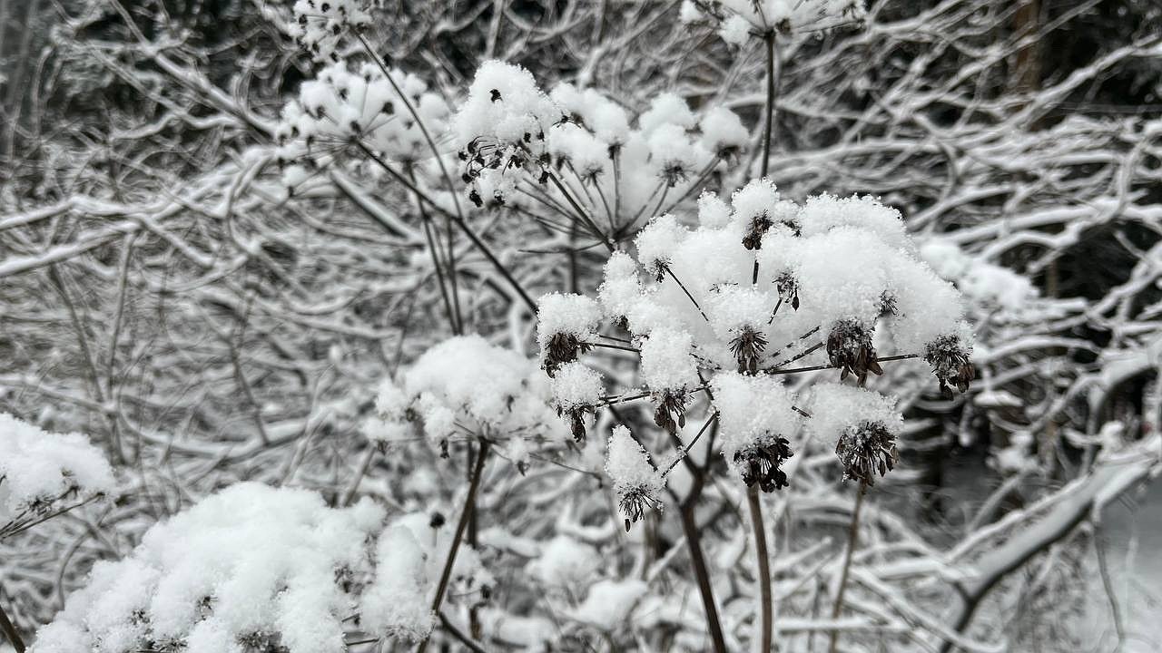 Главная картинка новости: В Коми 25 декабря ожидается снег и резкое потепление днём