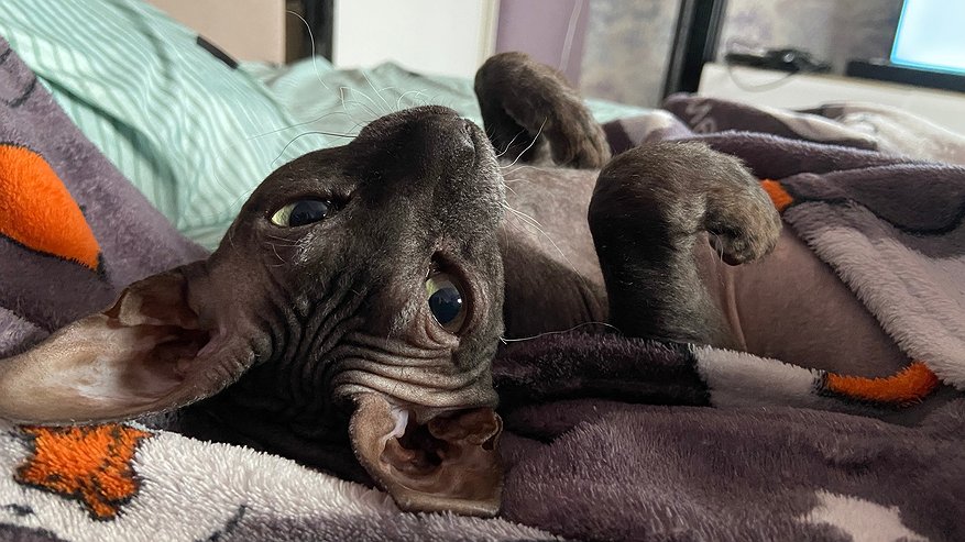 Главная картинка новости: Не скучает, а выжидает: что на самом деле думает кошка о вашем отсутствии