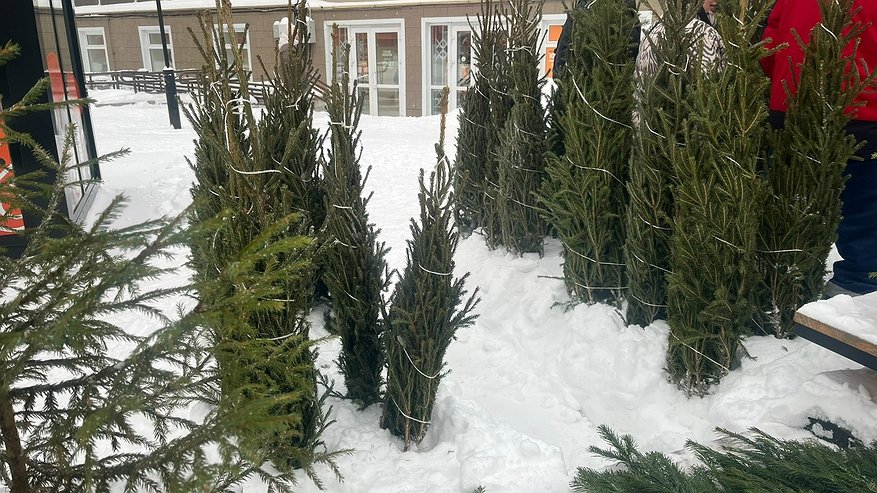 Главная картинка новости: В Коми возросли суммы штрафов и компенсаций за незаконную рубку новогодних елей