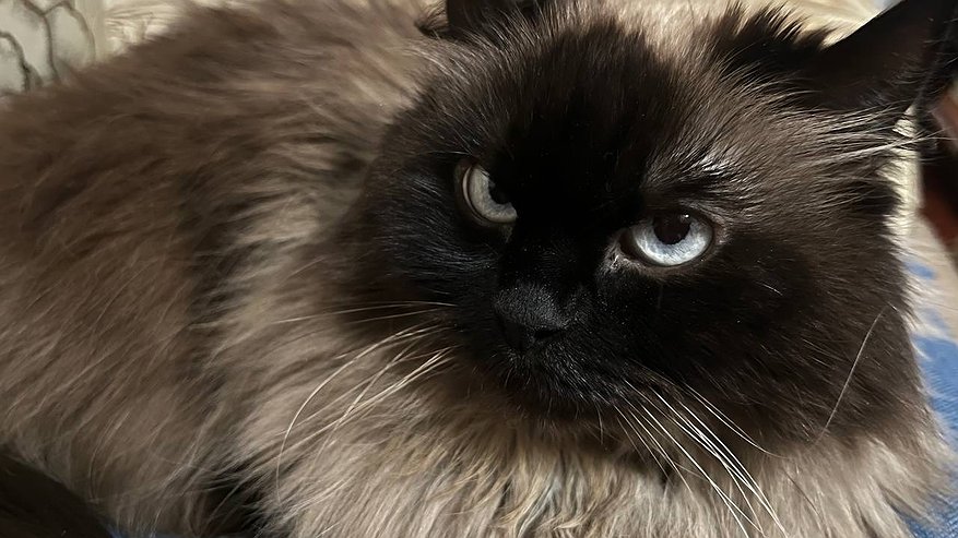 Главная картинка новости: Как сделать кошке «приятно»: 5 комплиментов для вашего любимца