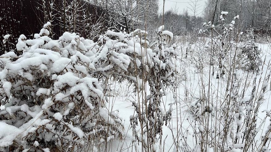 Главная картинка новости: В Коми 29 декабря сохранится морозная погода и местами пройдёт небольшой снег