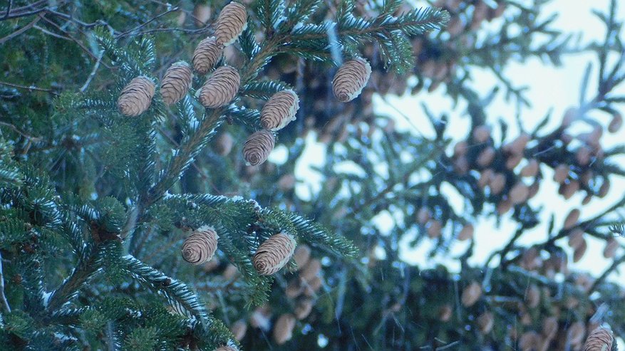 Главная картинка новости: В Коми предприятия погасили две трети задолженности по аренде леса