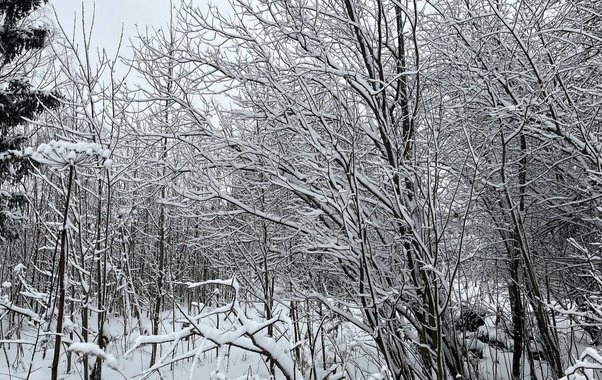 Синоптики Коми обещают снежный и переменчивый январь