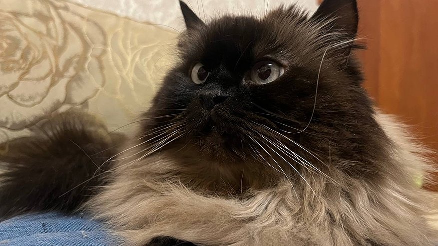 Главная картинка новости: Почему кошки спят с человеком: 3 главные причины и важные моменты, о которых следует помнить