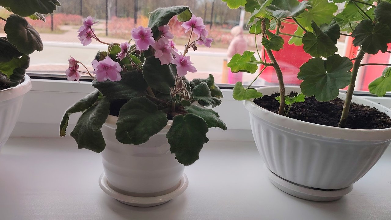 Главная картинка новости: Цветы будут расти даже в темном углу: 3 «золотых» правила от опытной хозяйки — без этого заводить растения нет смысла