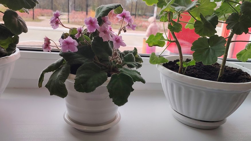 Главная картинка новости: Цветы будут расти даже в темном углу: 3 «золотых» правила от опытной хозяйки — без этого заводить растения нет смысла