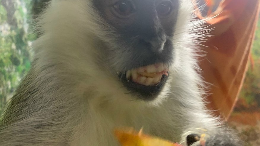 Главная картинка новости: В Коми привили от бешенства медведя, енота и обезьян