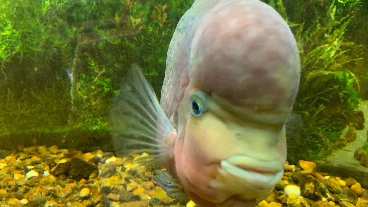 Главная картинка новости: В Коми за девять месяцев произвели менее трёх тонн товарной рыбы