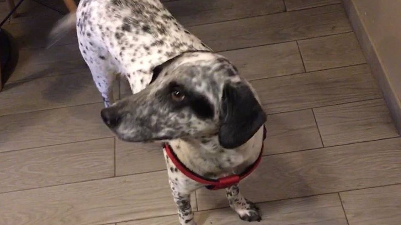 Главная картинка новости: В Коми женщина заплатит штраф за выброшенную из окна собаку