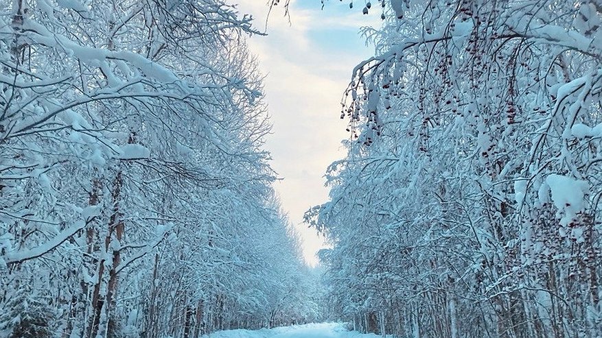 Главная картинка новости: В Коми в нацпарке “Койгородский” за год почти вдвое выросла численность тетеревиных птиц