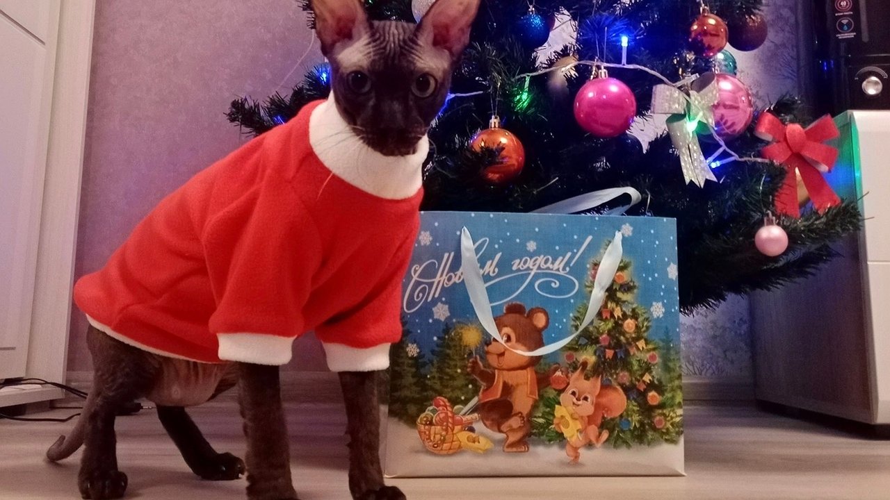 Главная картинка новости: 10 преданных пород кошек, которые не разменяют хозяина на кусок колбасы