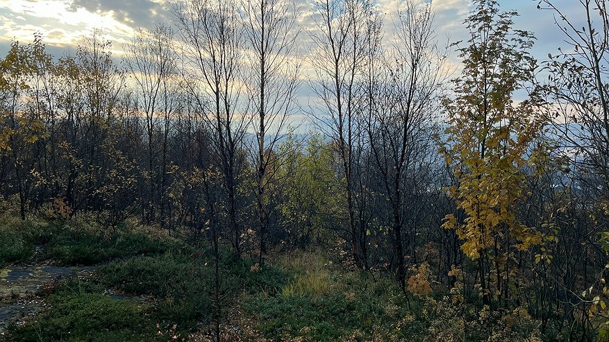 Главная картинка новости: В Коми восстановили леса на всей площади, утраченной из-за вырубок и гибели насаждений