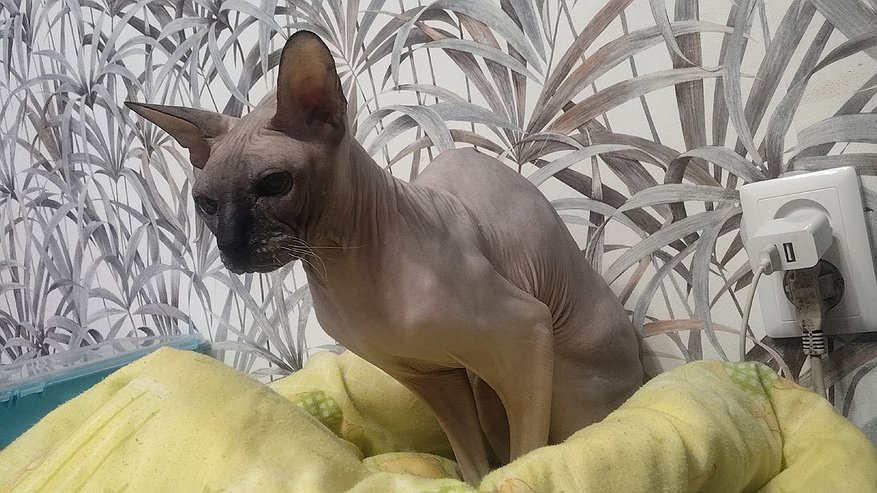 Главная картинка новости: Если кошка вас часто лижет, не спешите радоваться - специалисты пояснили, зачем питомцы на самом деле так делают