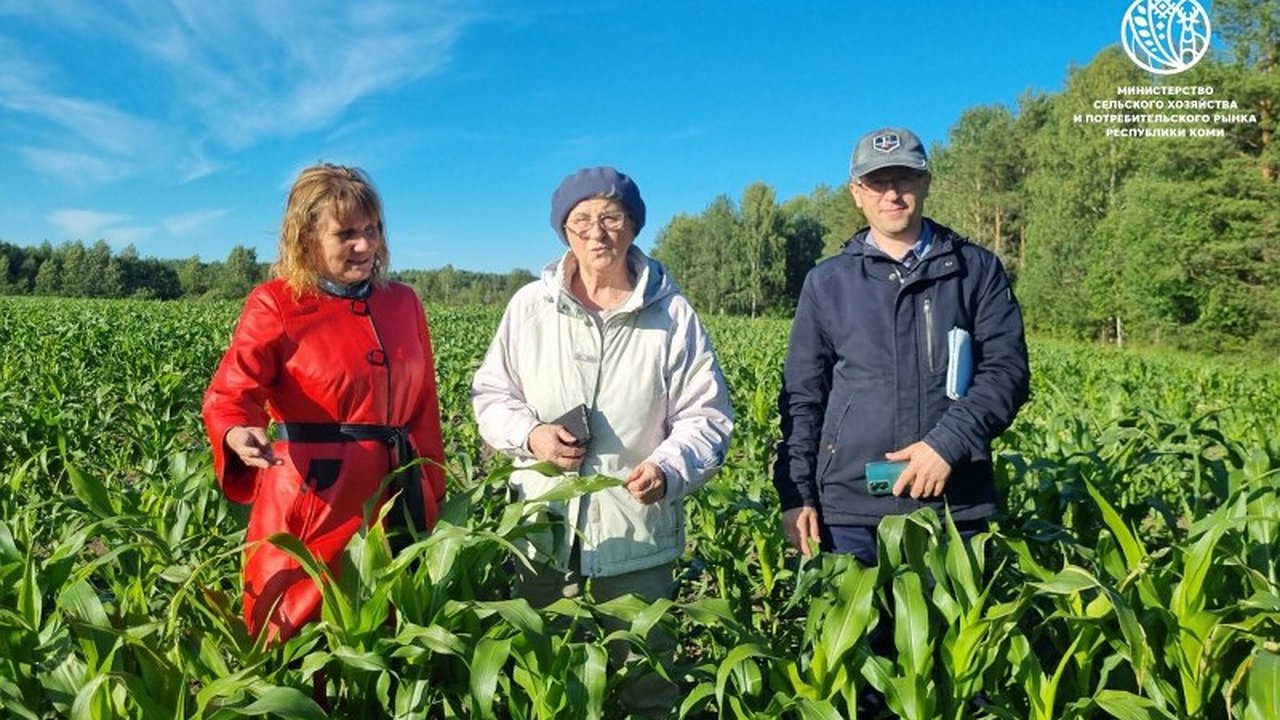 Главная картинка новости: В Коми экспериментальные посевы кукурузы превзошли ожидания