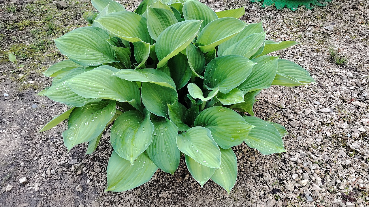 Главная картинка новости: Озеленение в турбо-режиме: 10 комнатных растений, которые растут как на стероидах и быстро превратят комнату в зелёный оазис